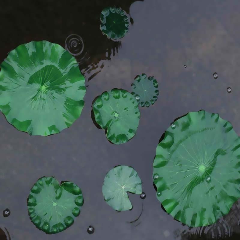 2026 Artificial Water Lily Lot - Ocean Aquarium 评论和价格